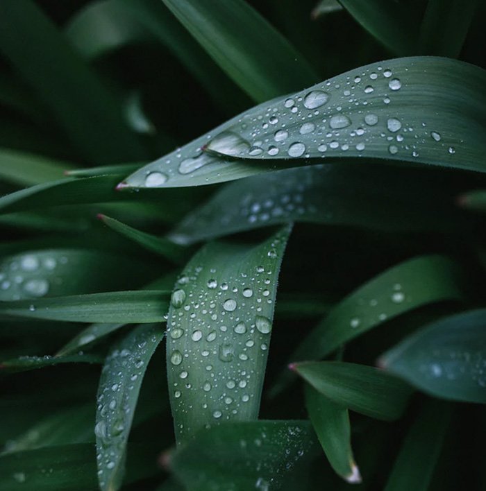 lluvia-hojas